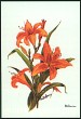 Day Lily