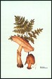 Mushrooms