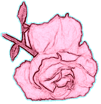 Coral Rose